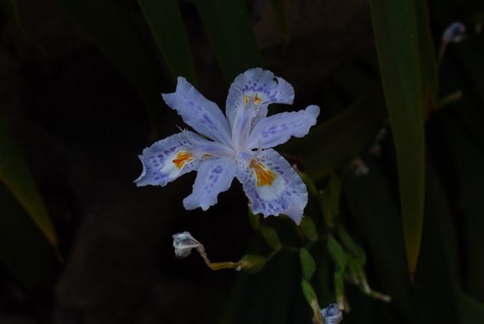 扇形鸢尾Iris wattii 扇形鸢尾Iris wattii