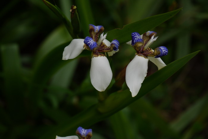 巴西鸢尾Neomarica gracilis