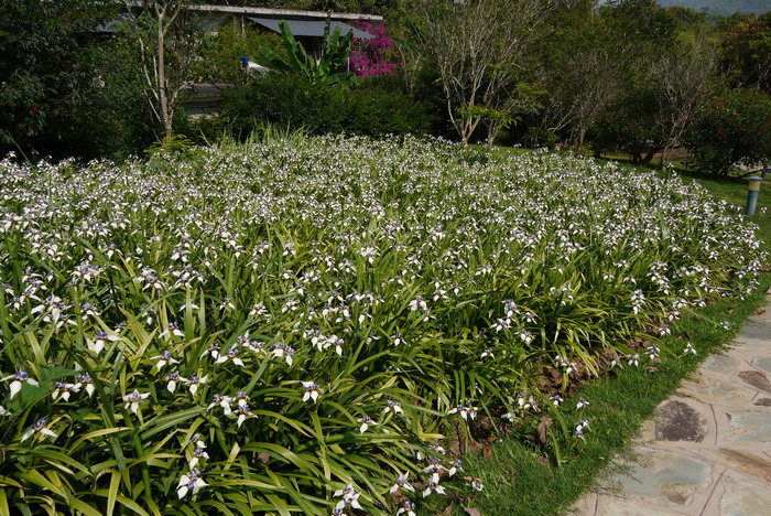 巴西鸢尾Neomarica gracilis