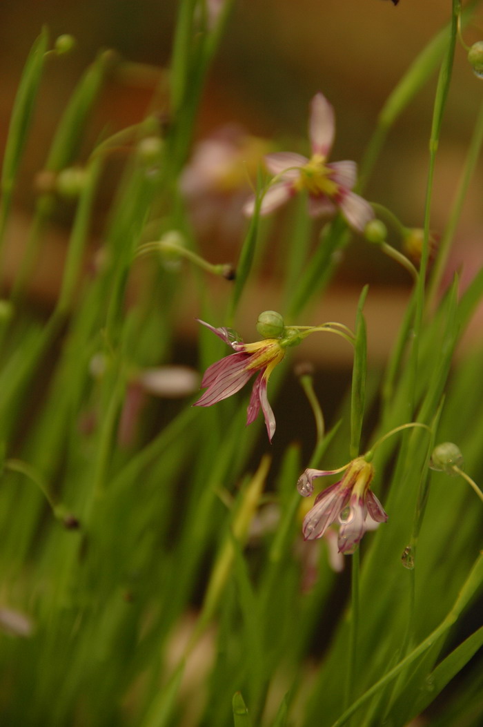 庭菖蒲Sisyrinchium rosulatum