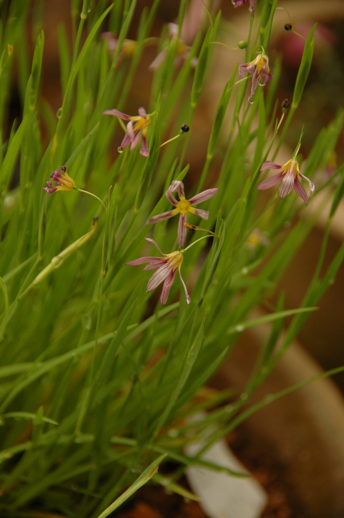 庭菖蒲Sisyrinchium rosulatum