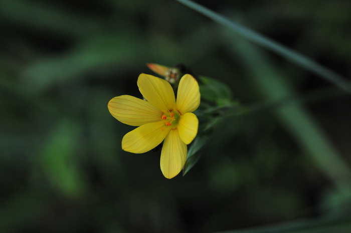 加州庭菖蒲Sisyrinchium californicum 加州庭菖蒲Sisyrinchium californicum