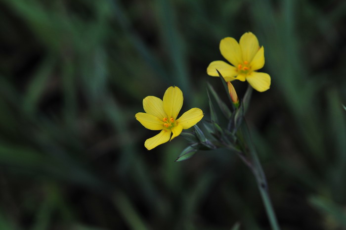 加州庭菖蒲Sisyrinchium californicum 加州庭菖蒲Sisyrinchium californicum