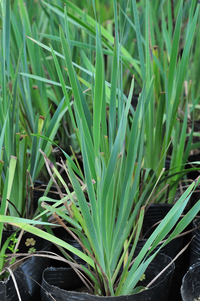 加州庭菖蒲Sisyrinchium californicum 加州庭菖蒲Sisyrinchium californicum