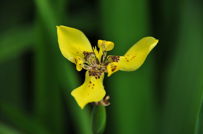 粗点黄扇鸢尾Trimezia steyermarkii