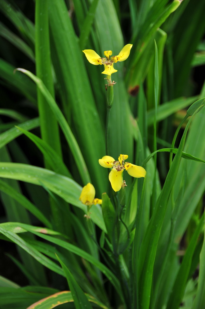 粗点黄扇鸢尾Trimezia steyermarkii