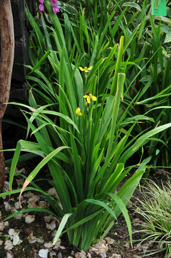 粗点黄扇鸢尾Trimezia steyermarkii