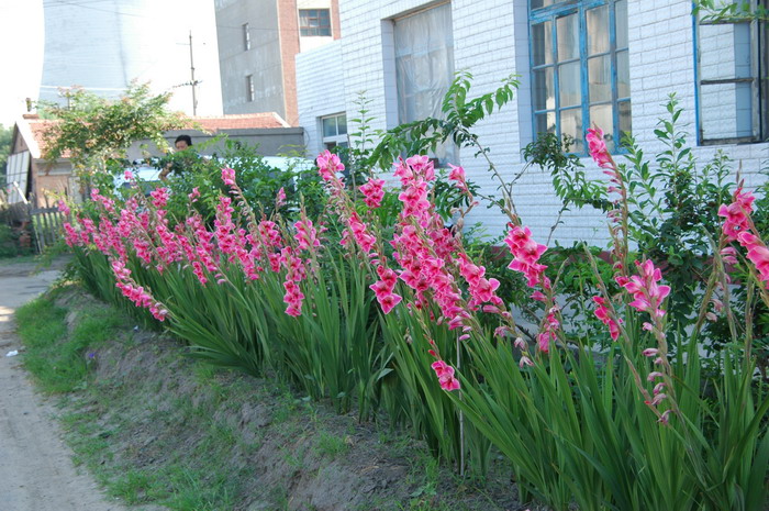 唐菖蒲Gladiolus gandavensis