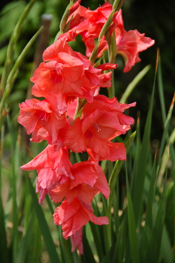 唐菖蒲Gladiolus gandavensis