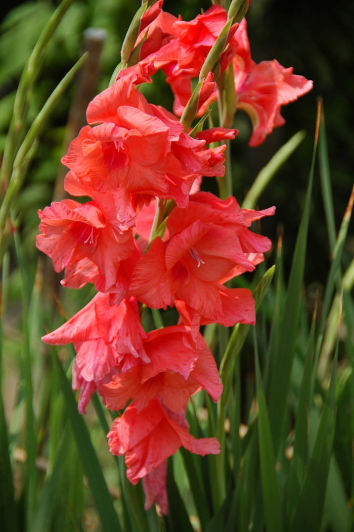 唐菖蒲Gladiolus gandavensis 唐菖蒲Gladiolus gandavensis