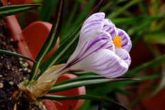 番红花Crocus sativus
