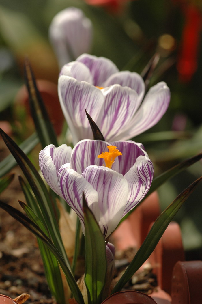 番红花Crocus sativus 番红花Crocus sativus