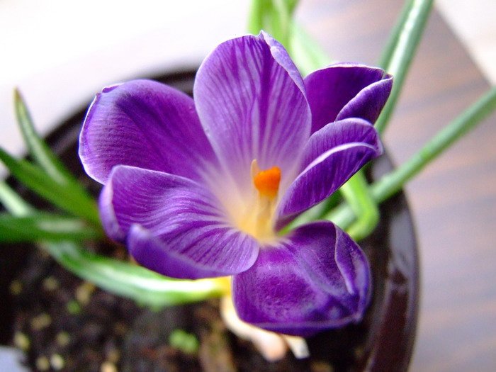 番红花Crocus sativus