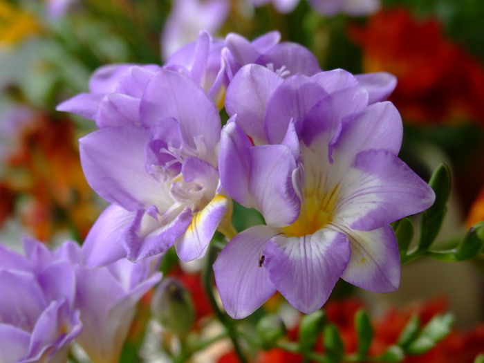 香雪兰Freesia refracta 香雪兰Freesia refracta