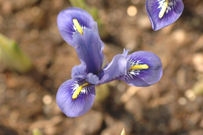 和谐网脉鸢尾Iris reticulata ‘Harmony’