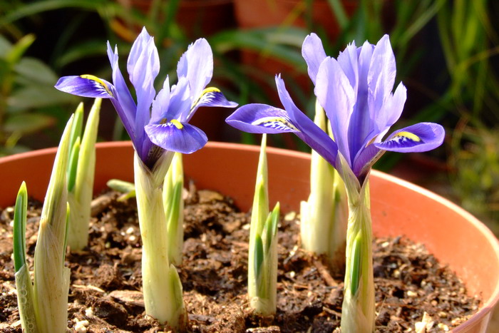 和谐网脉鸢尾Iris reticulata ‘Harmony’