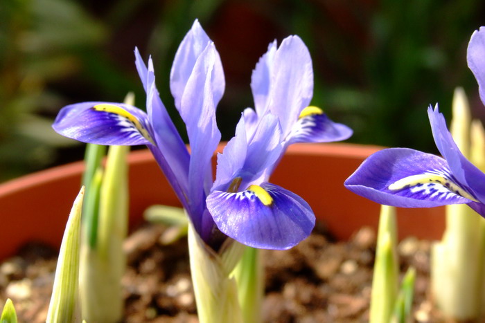 和谐网脉鸢尾Iris reticulata ‘Harmony’