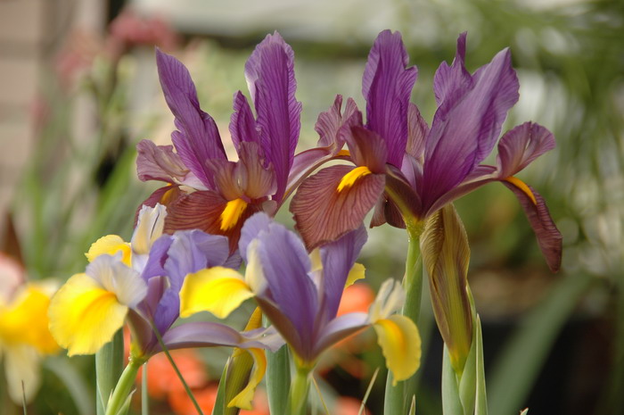 虎眼荷兰鸢尾Iris x hollandica ‘Eye of the Tiger’ 虎眼荷兰鸢尾Iris x hollandica ‘Eye of the Tiger’
