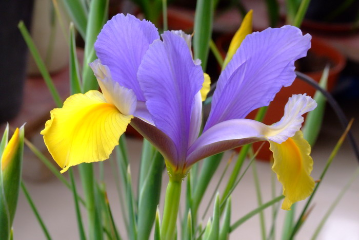 东方美人荷兰鸢尾Iris x hollandica ‘Onental Beauty’