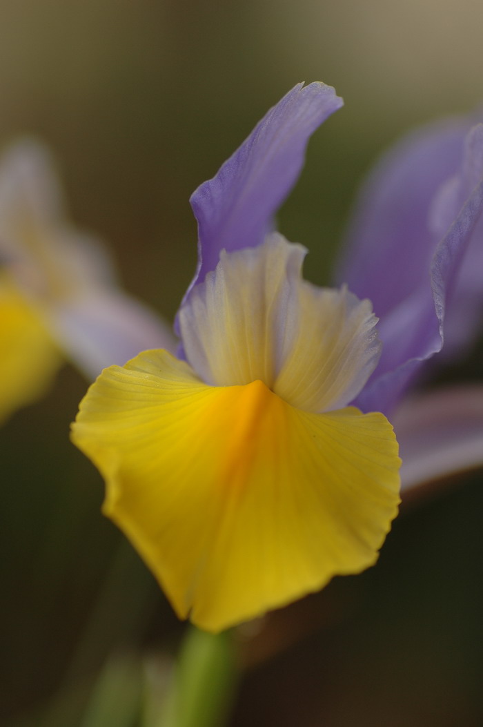 东方美人荷兰鸢尾Iris x hollandica ‘Onental Beauty’ 东方美人荷兰鸢尾Iris x hollandica ‘Onental Beauty’