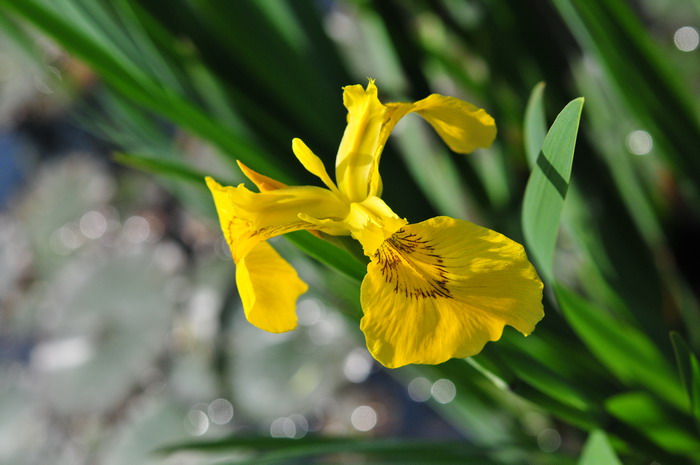 黄菖蒲Iris pseudacorus