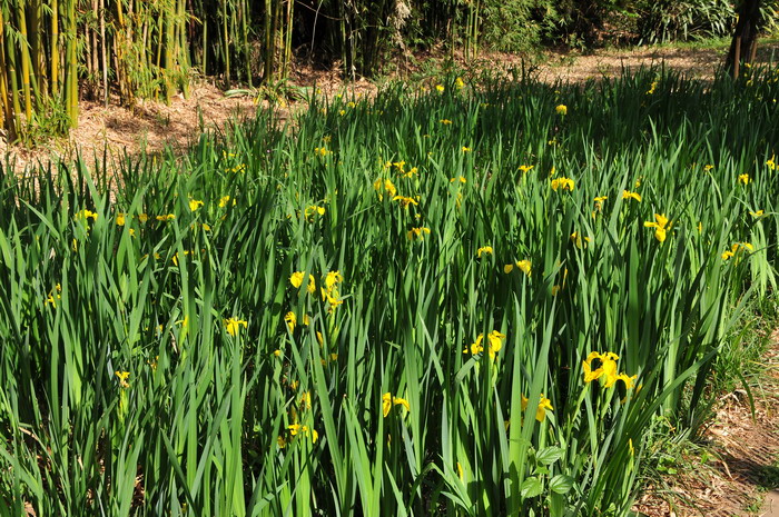 黄菖蒲Iris pseudacorus