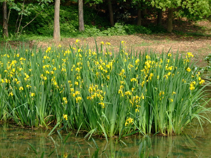 黄菖蒲Iris pseudacorus-花卉图片网