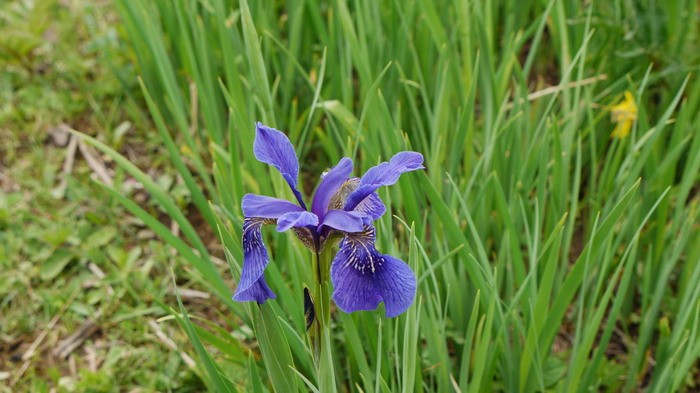 西南鸢尾Iris bulleyana 西南鸢尾Iris bulleyana