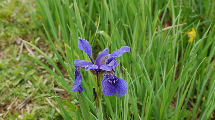 西南鸢尾Iris bulleyana