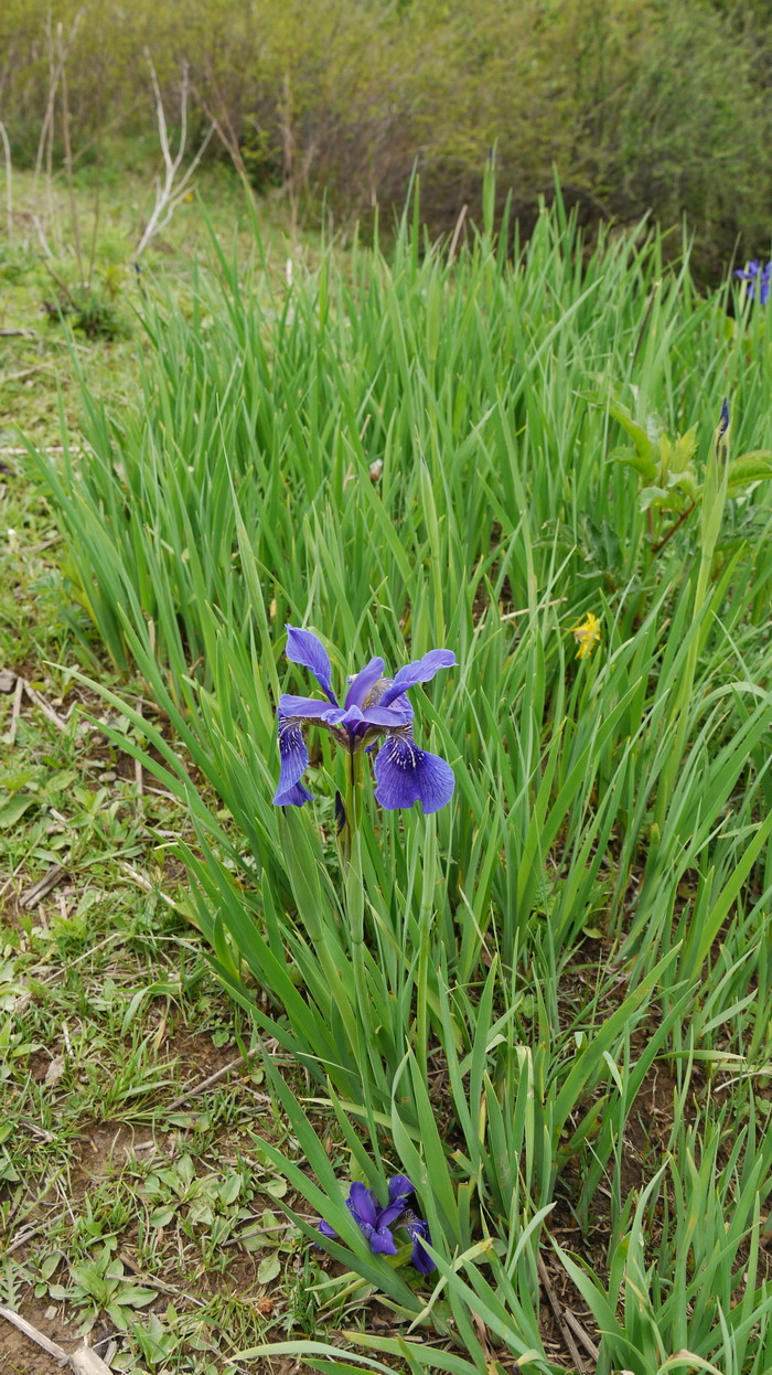 西南鸢尾Iris bulleyana