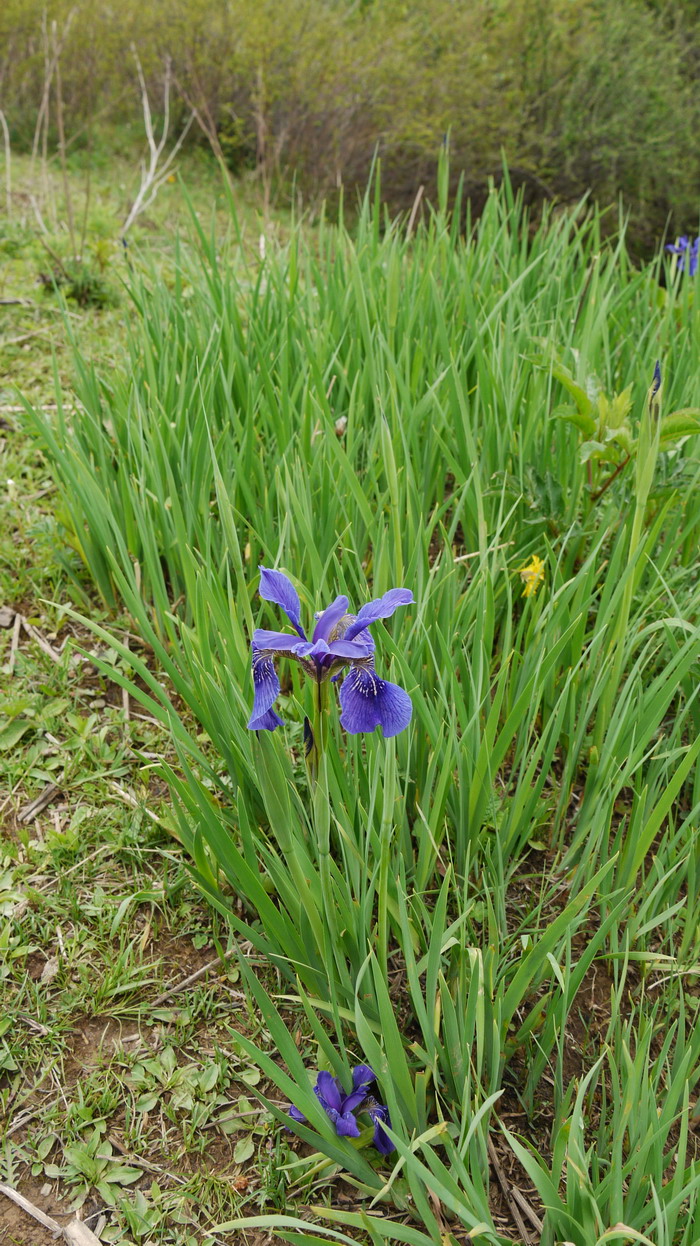 西南鸢尾Iris bulleyana 西南鸢尾Iris bulleyana