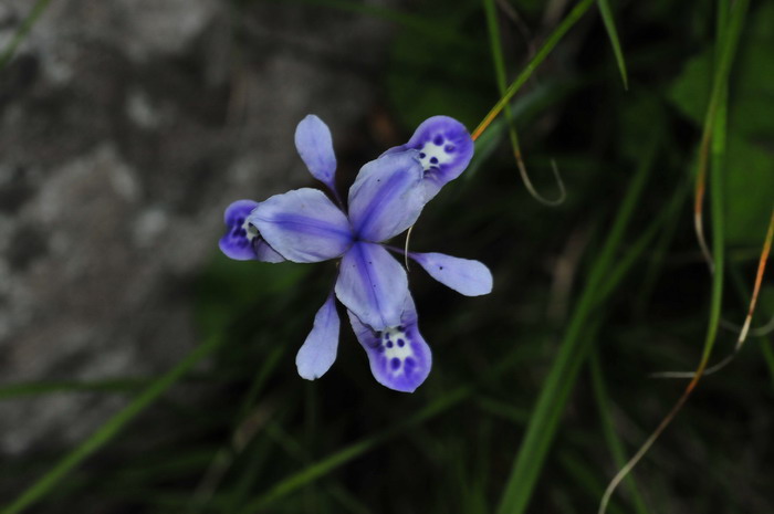锐果鸢尾Iris goniocarpa