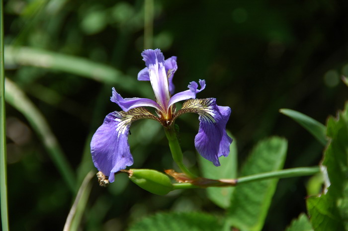 溪荪Iris sanguinea