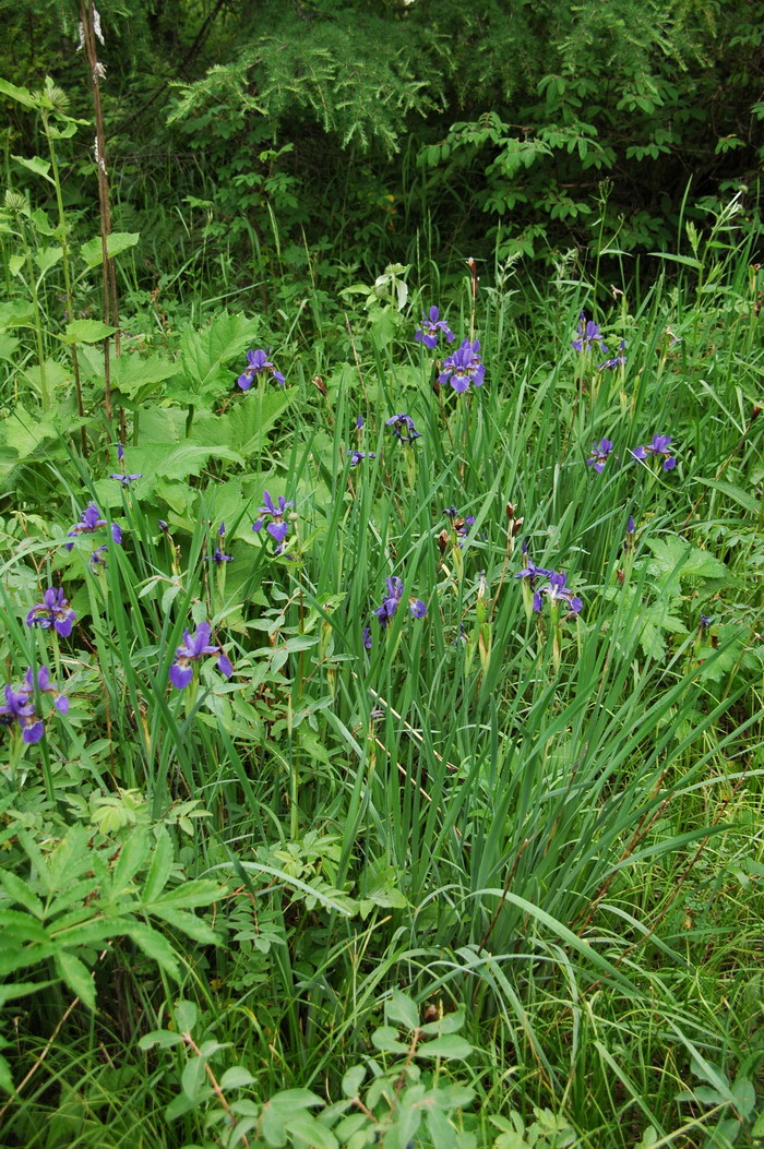 溪荪Iris sanguinea 溪荪Iris sanguinea