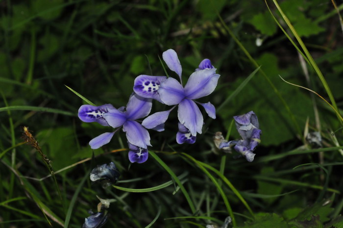 锐果鸢尾Iris goniocarpa