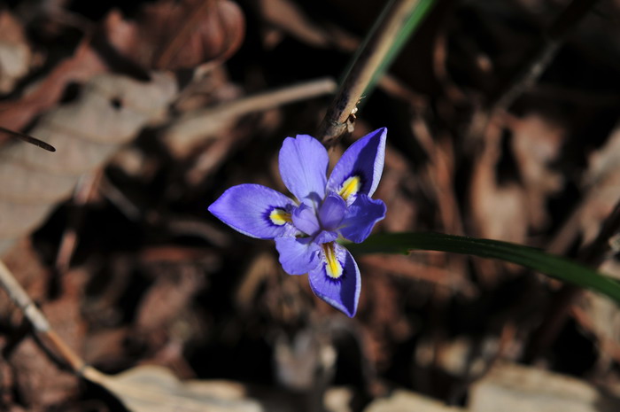 小鸢尾Iris proantha