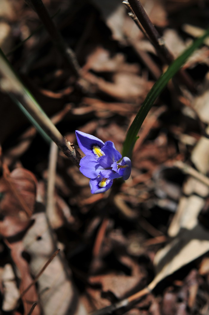 小鸢尾Iris proantha