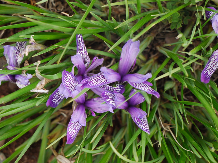 紫苞鸢尾Iris ruthenica 紫苞鸢尾Iris ruthenica