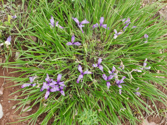 紫苞鸢尾Iris ruthenica 紫苞鸢尾Iris ruthenica