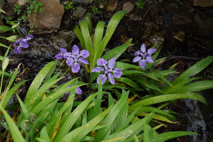 鸢尾Iris tectorum