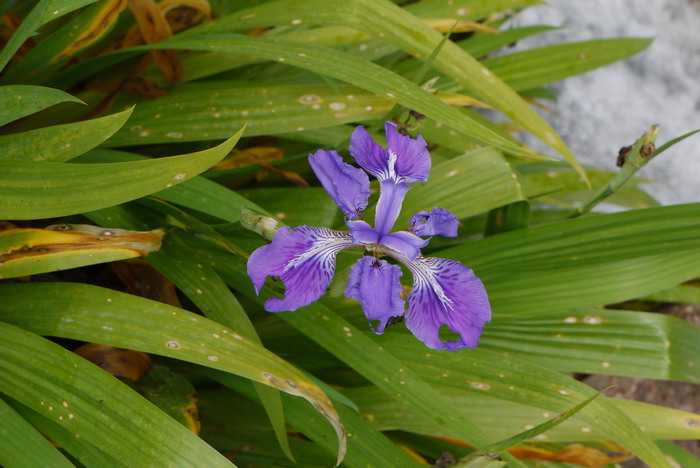 鸢尾Iris tectorum 鸢尾Iris tectorum