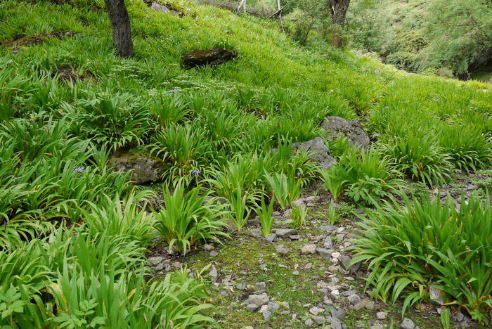 鸢尾Iris tectorum