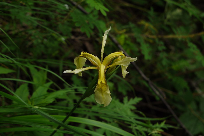 黄花鸢尾Iris wilsonii 黄花鸢尾Iris wilsonii
