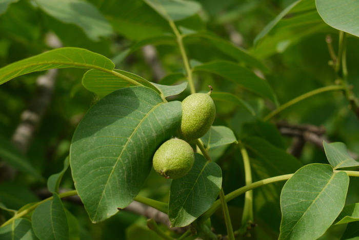 核桃Juglans regia 核桃Juglans regia