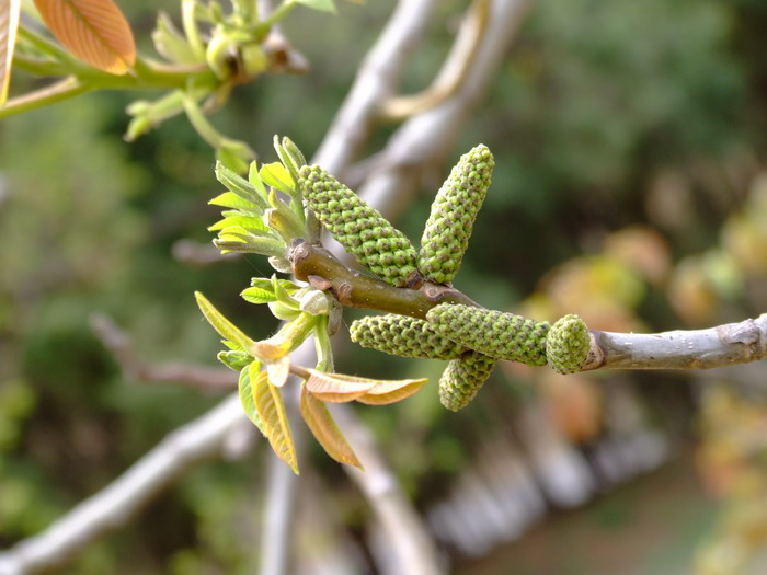 核桃Juglans regia 核桃Juglans regia