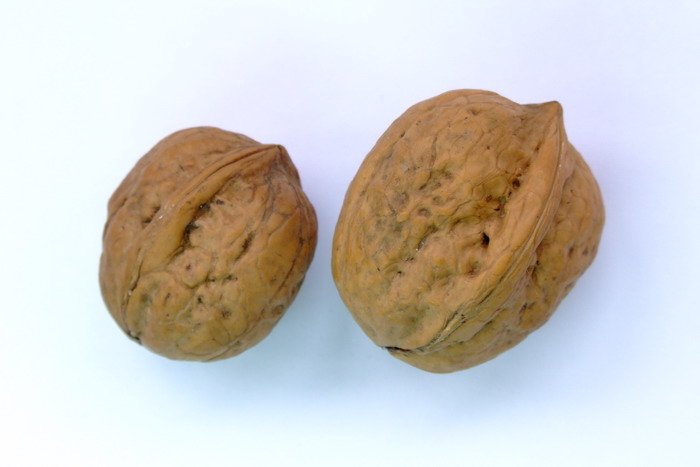 核桃Juglans regia 核桃Juglans regia
