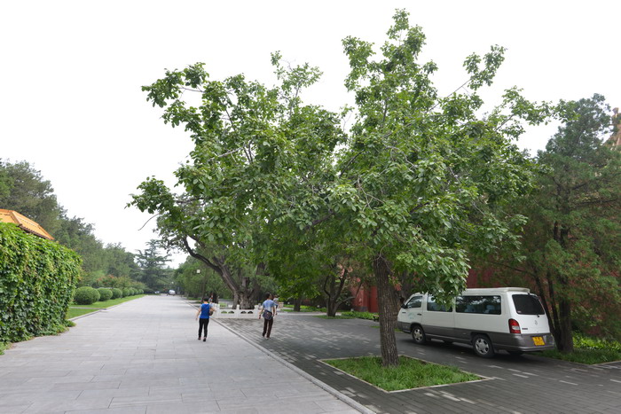 核桃Juglans regia 核桃Juglans regia