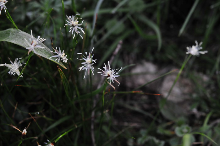 葱状灯芯草Juncus allioides