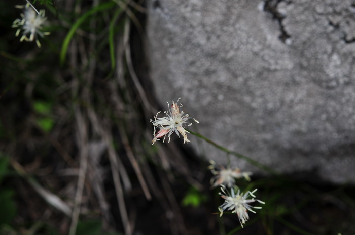 葱状灯芯草Juncus allioides 葱状灯芯草Juncus allioides