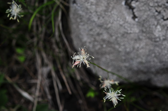 葱状灯芯草Juncus allioides